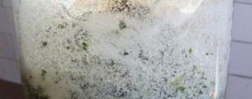 Шаг 2: кваса из виноградных листьев