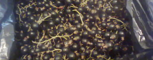 Шаг 10: ликера королевского