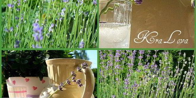 Рецепт лимонада с лавандой