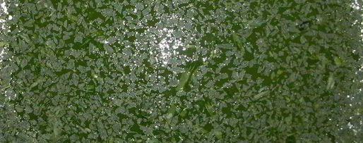 Шаг 3: лимонада тархун