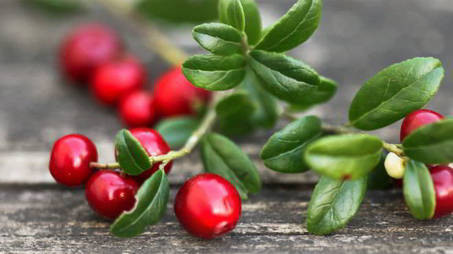 Рецепт Домашней наливки из брусники