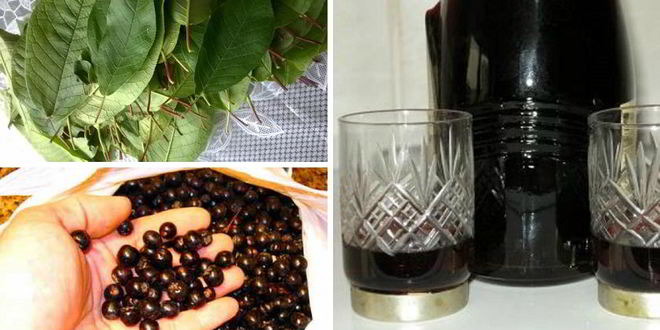 Рецепт наливки 100 листьев