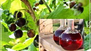 Рецепт Наливки черносмородиновой