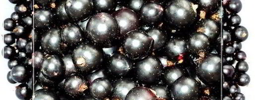 Шаг 1: наливки черносмородиновой