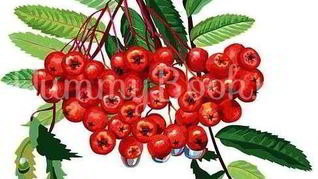 Рецепт Рябиновой наливки