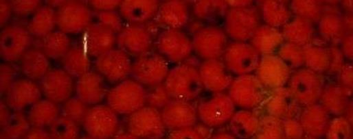 Шаг 27: рябиновой наливки