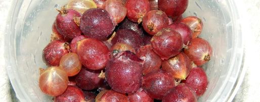 Шаг 1: настойки из крыжовника