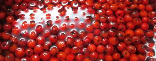 Шаг 1: настойки на рябине