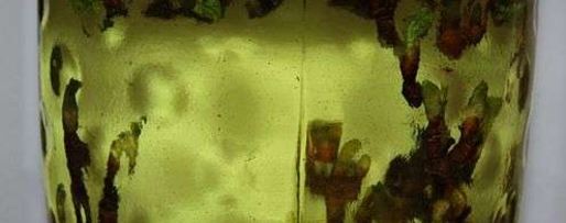 Шаг 25: настойки на смородиновых почках