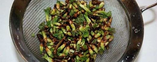 Шаг 9: настойки на смородиновых почках