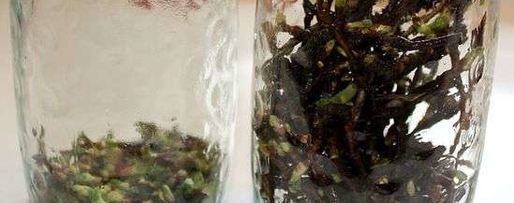 Шаг 12: настойки на смородиновых почках