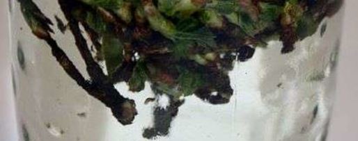 Шаг 16: настойки на смородиновых почках