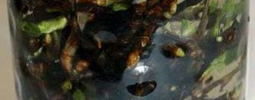 Шаг 18: настойки на смородиновых почках