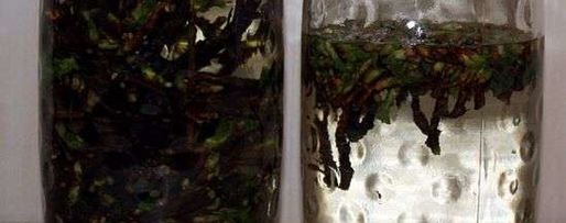 Шаг 20: настойки на смородиновых почках