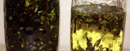 Шаг 23: настойки на смородиновых почках