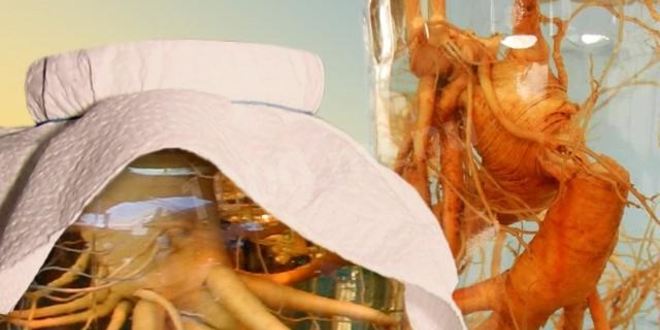 Рецепт настойки женьшеня