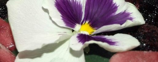 Шаг 8: фруктового смузи-боул со спирулиной