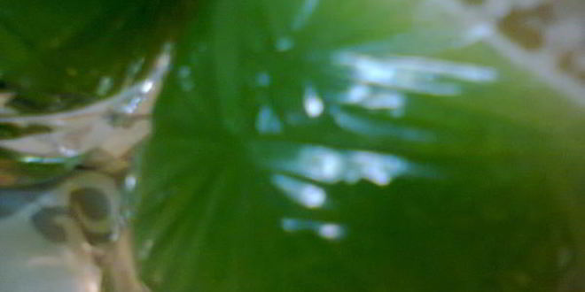 Рецепт овощного сока зеленого