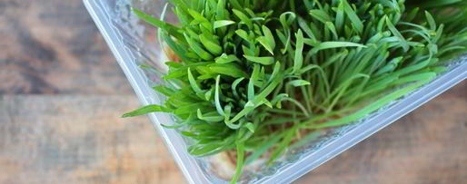 Шаг 1: сока из ростков пшеницы