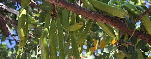 Шаг 12: желлеба-традиционного ливанского напиток
