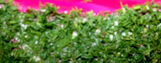 Шаг 13: селедки под шубой новогодняя