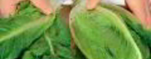 Шаг 4: салата цезарь с индейкой на гриле