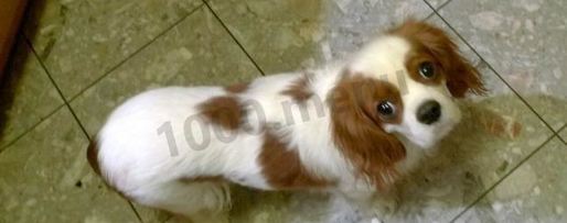 Шаг 4: салата цезарь с курицей и пармезаном