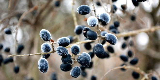 Рецепт готовима кетчуп из тернослива на зиму