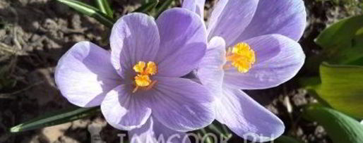 Шаг 3: соуса баже