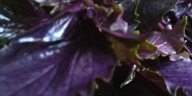 Рецепт пасты с соусом песто