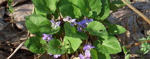 Шаг 5: песто с крапивой