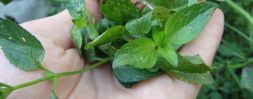 Шаг 3: грузинского соуса ткемали