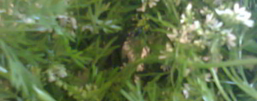 Шаг 7: соуса зеленого ткемали