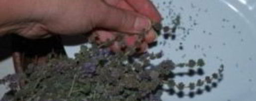 Шаг 7: ткемали из слив на зиму