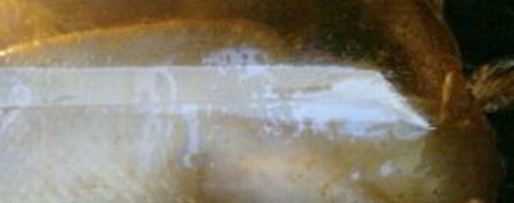 Шаг 11: утки в соусе ткемали с медом