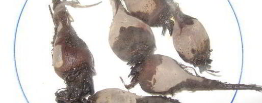 Шаг 2: борща холодного с креветками