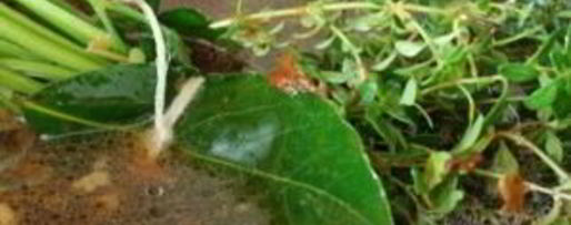 Шаг 5: куриного бульона по-французски