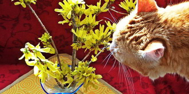 Рецепт холодника на кефире с маринованной свеклой