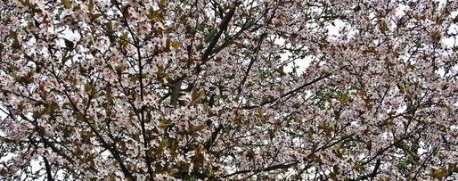 Шаг 10: холодника на кефире с маринованной свеклой