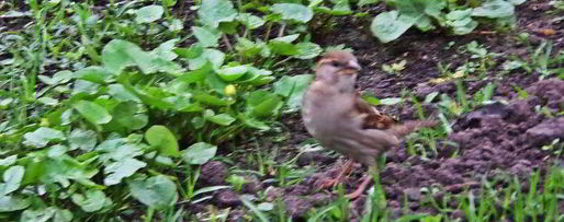 Шаг 11: холодника на кефире с маринованной свеклой