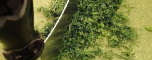 Шаг 4: холодного супа с огурцом