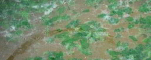 Шаг 2: рассольника рыбного классического