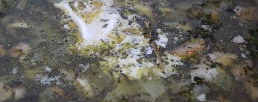 Шаг 8: щей со шпинатом и шампиньонами