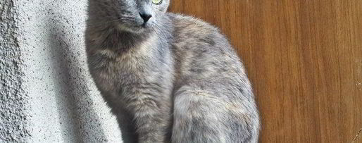 Шаг 11: овощного сырного супа