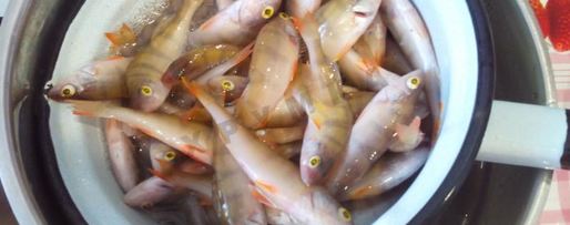 Шаг 1: рыбного супа уха из окуня