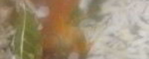 Шаг 6: ухи из карася