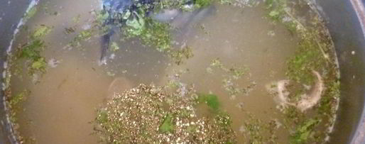 Шаг 9: ухи из скумбрии