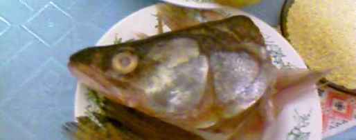 Шаг 2: ухи из судака