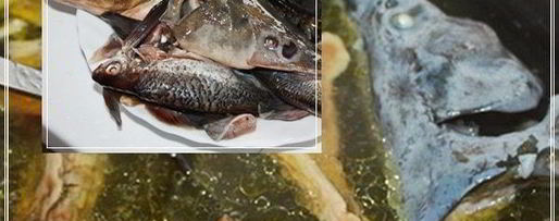 Шаг 24: ухи по-царски из петуха