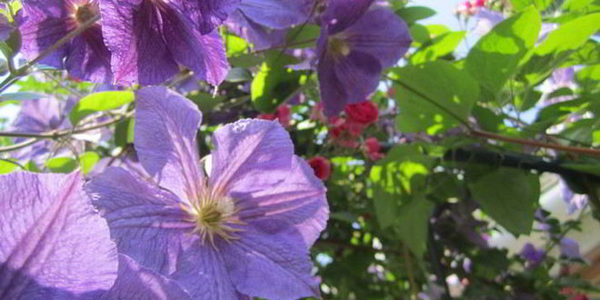 Рецепт чизкейка ягодного